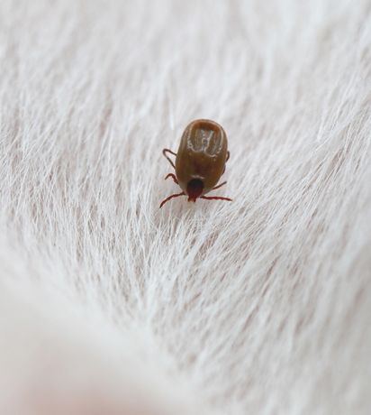 Flea and Tick Prevention Tips from a Veterinarian in St. Charles